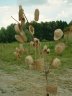 straw-crafts2.jpg - 